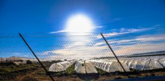 The Impact of the Greenhouse Effect on Fauna and Flora